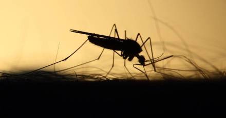 Marseillan - La lutte contre les moustiques est un sujet prégnant pour la municipalité.