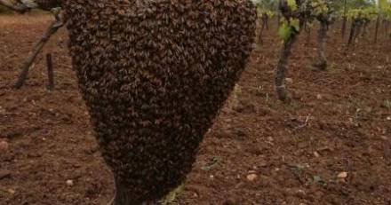 Bessan - Essaims d'abeilles : que faire et qui contacter pour les récupérer en toute sécurité