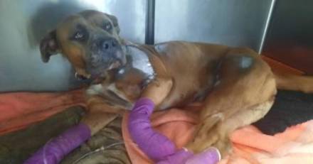 Agde - Une chienne retrouvée baignant dans son sang après avoir été trainée sur une centaine de mètres !