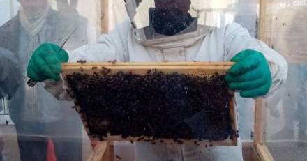 Bessan - Le monde des abeilles et le travail des apiculteurs invités vedettes des floralies