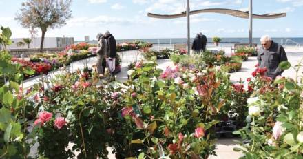 Grau d'Agde - Les floralies auront lieu ce dimanche 5 mai sur le Front de Mer